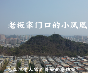 老板家门口的小凤凰