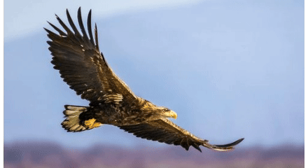 深圳风水-鹏(城)程万里合集